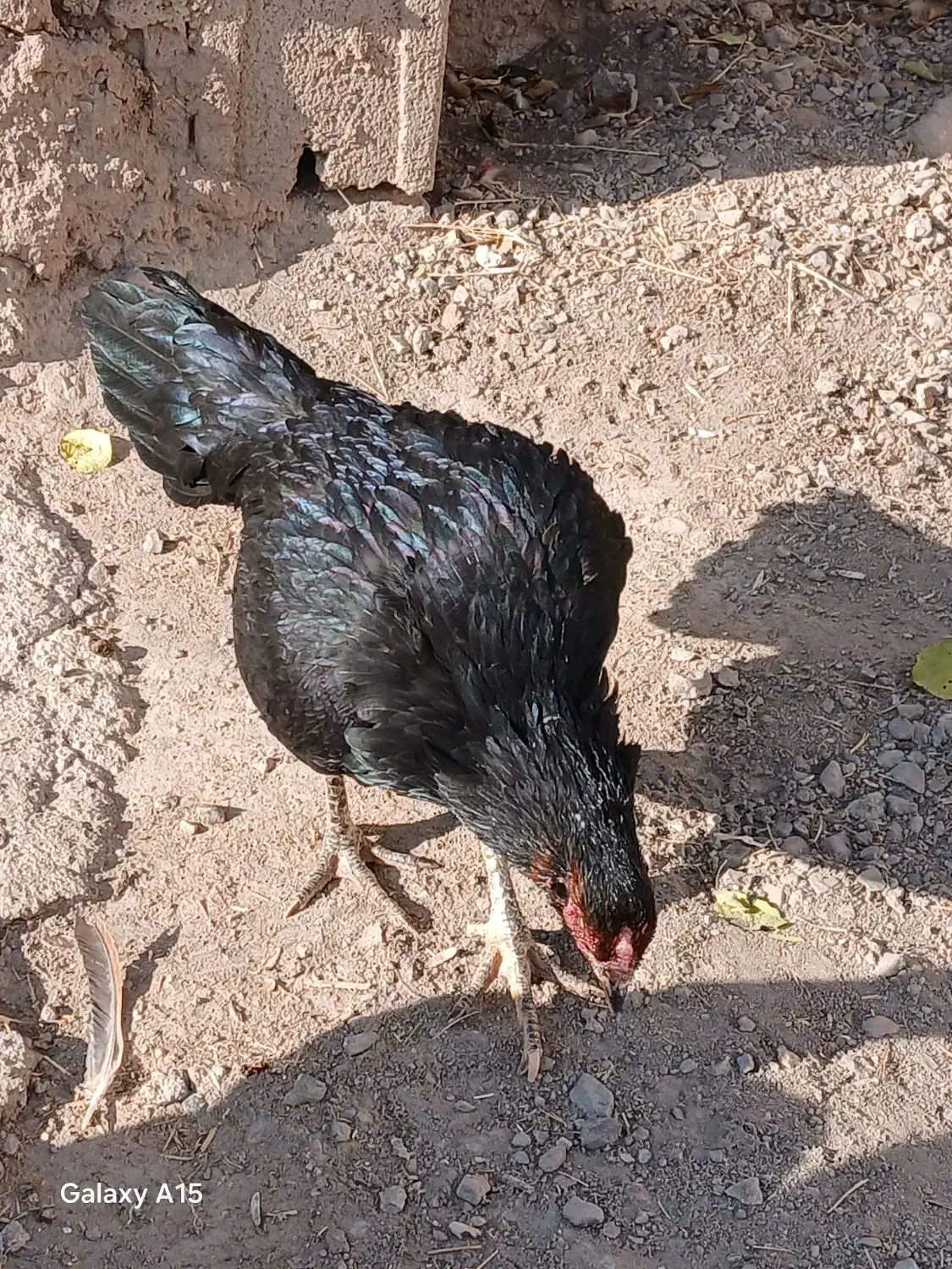 مرغ بسیار علی سن آن یک سال نیم اینا|حیوانات مزرعه|سراب, |دیوار