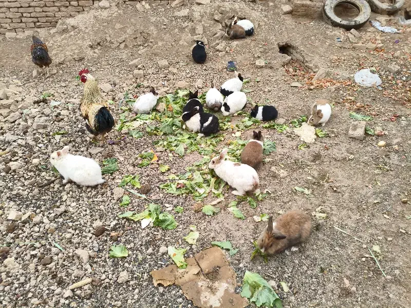 خرگوش|موش و خرگوش|شهرکرد, |دیوار