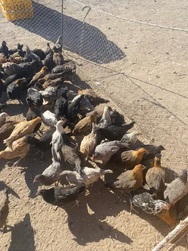 مرغ و خوروس محلی برای قربانی و رفع بلاهم میشه|حیوانات مزرعه|سیرجان, |دیوار