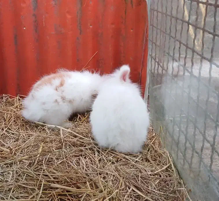 خرگوش پشمالو|موش و خرگوش|آستانه اشرفیه, |دیوار