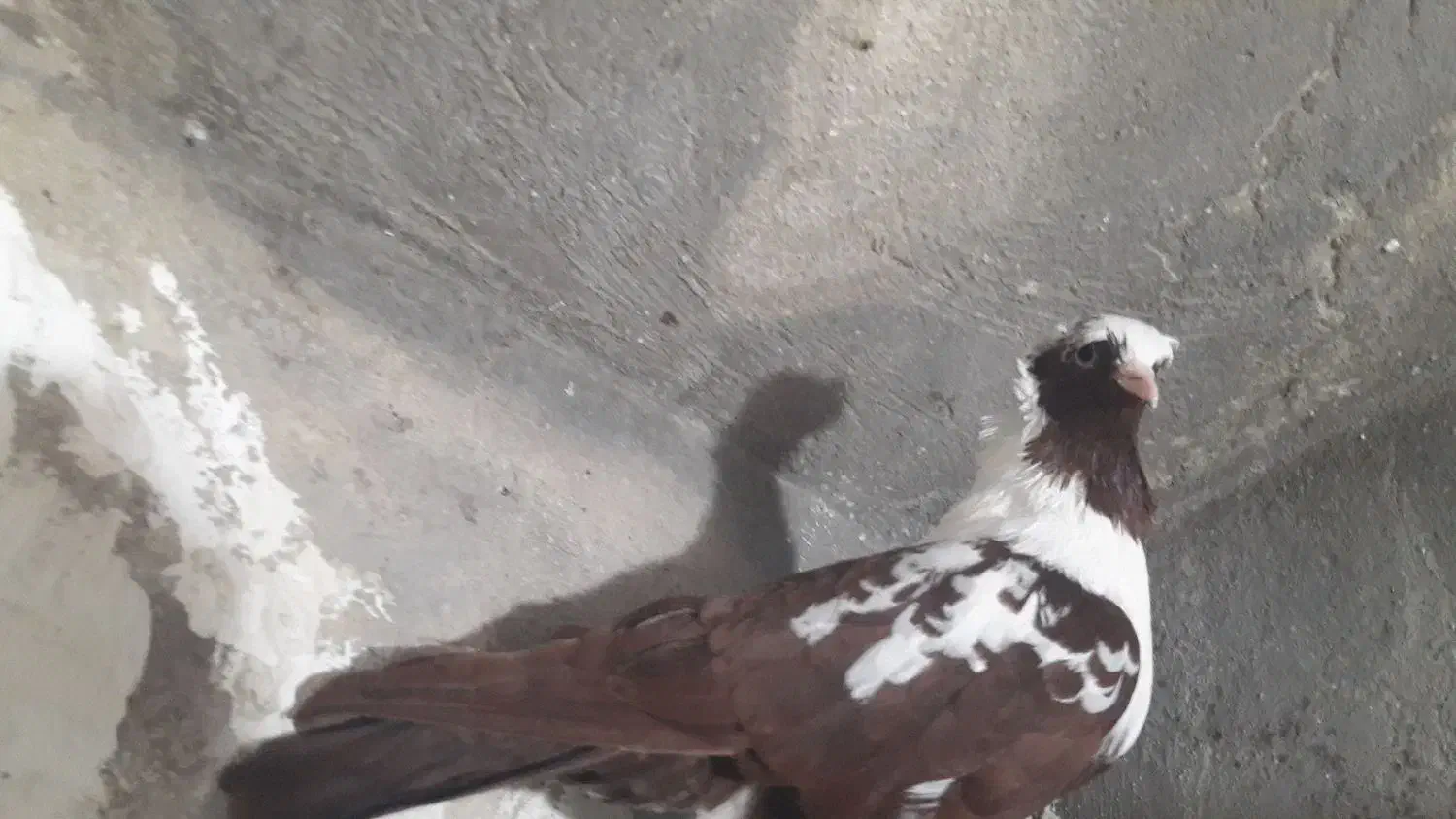 کبوتر ککیلی|پرنده|اردبیل, |دیوار