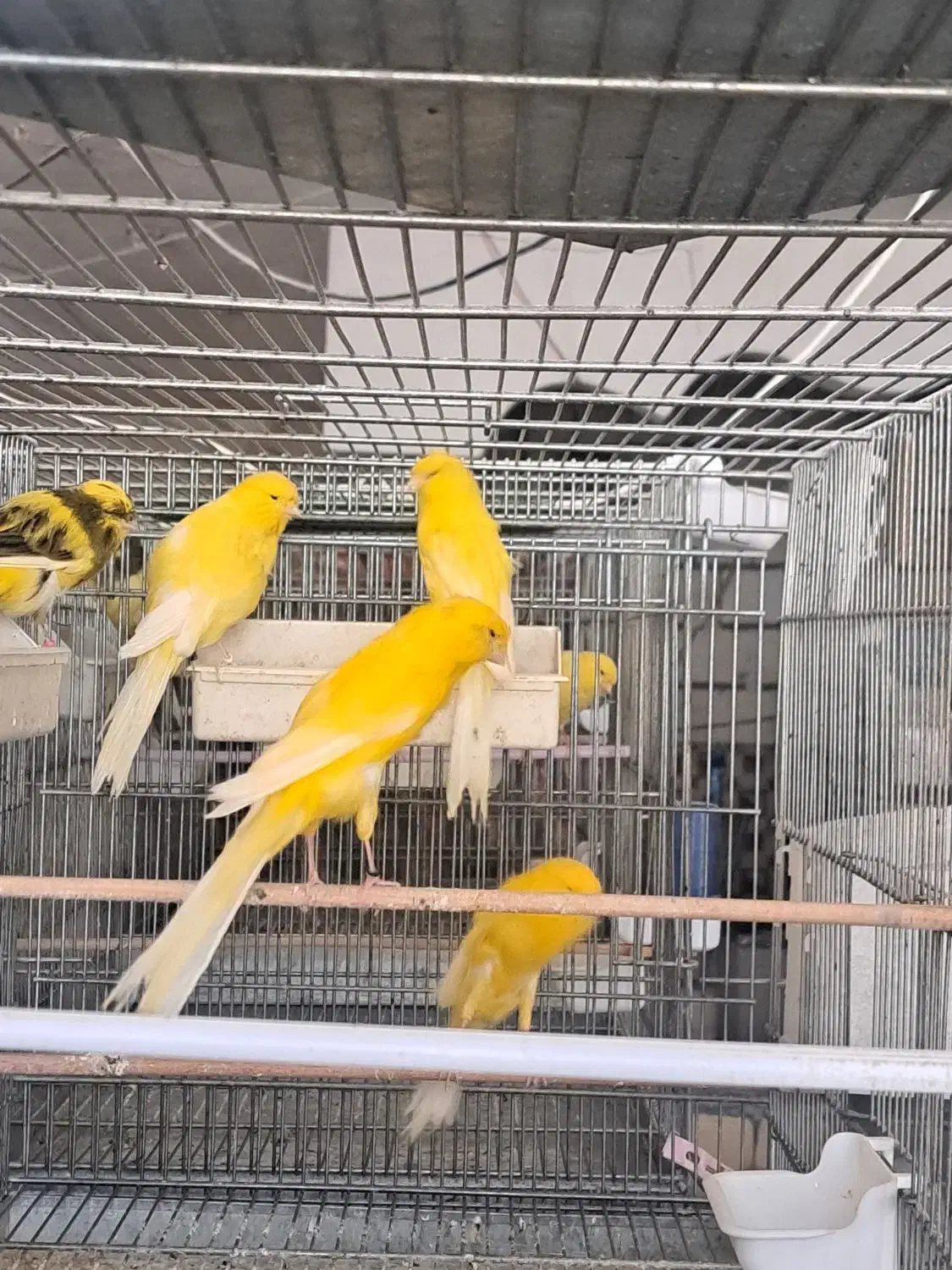 قناری رسمی بلند شاخص|پرنده|بروجرد, |دیوار