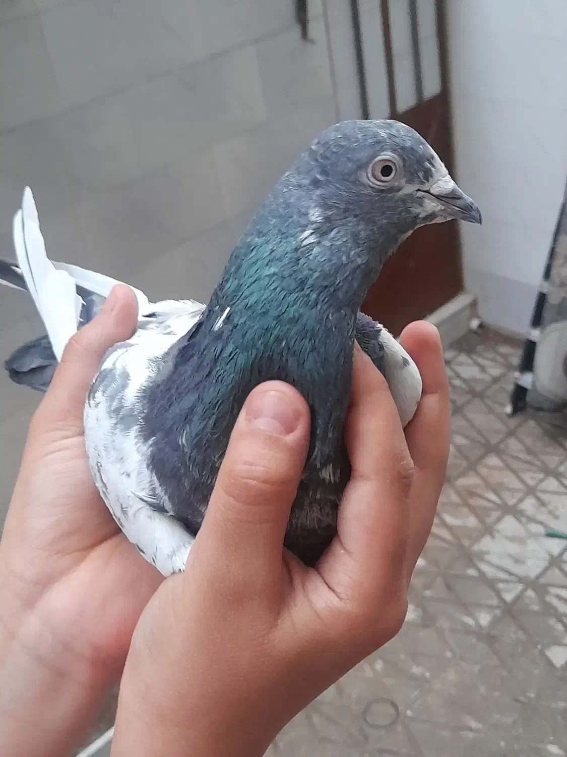 کفتر|پرنده|ری, دیلمان|دیوار