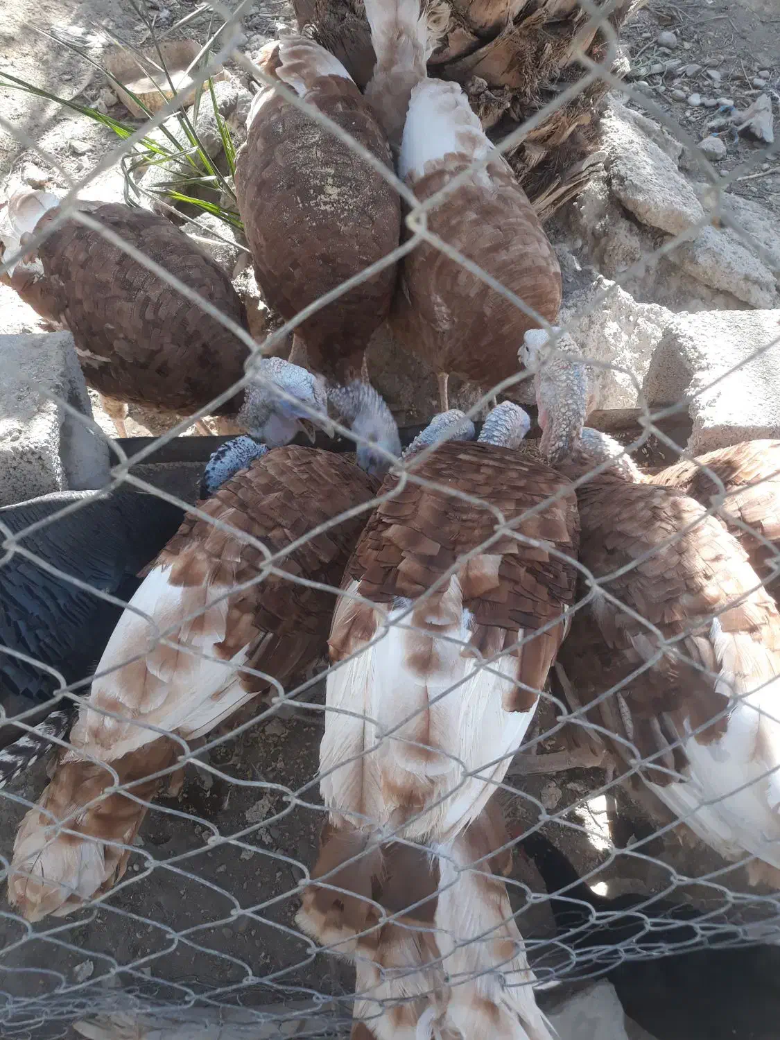 بوقلمون|حیوانات مزرعه|شمیل, |دیوار