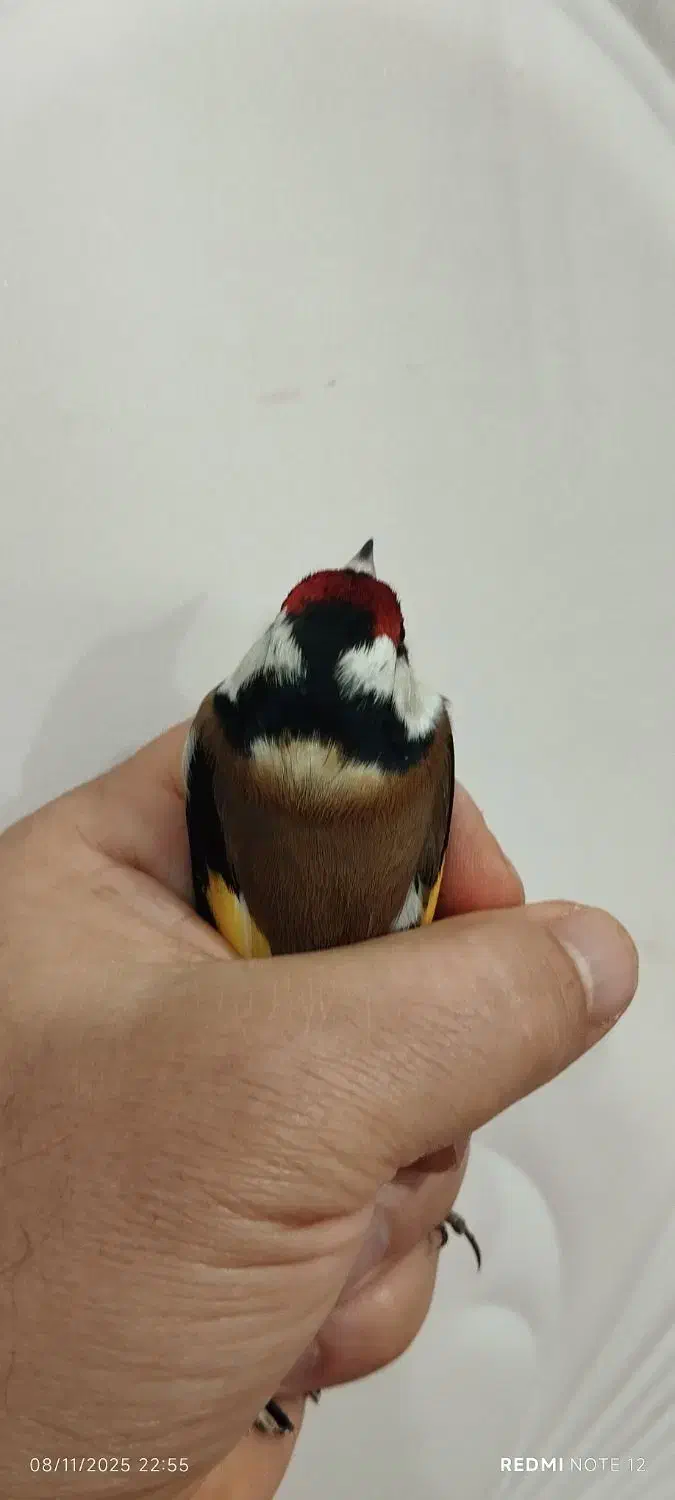 سهره رخ اروپایی طوق طلا گردن کلفت|پرنده|چالدران, |دیوار