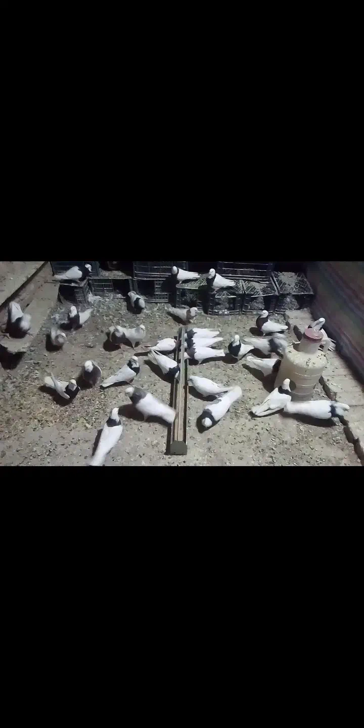 کبوتر|پرنده|کبودرآهنگ, |دیوار