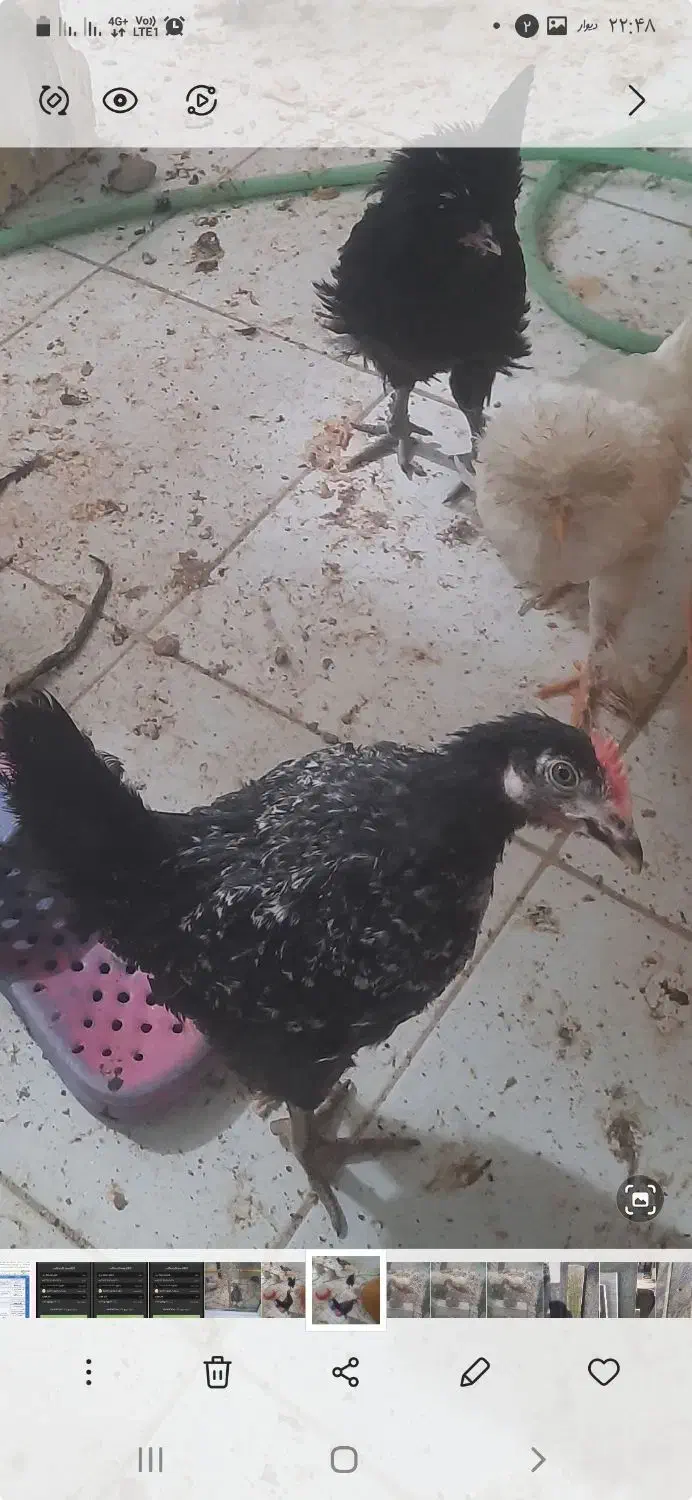 دو اردک و یک مرغ|حیوانات مزرعه|قم, شاه سید علی|دیوار