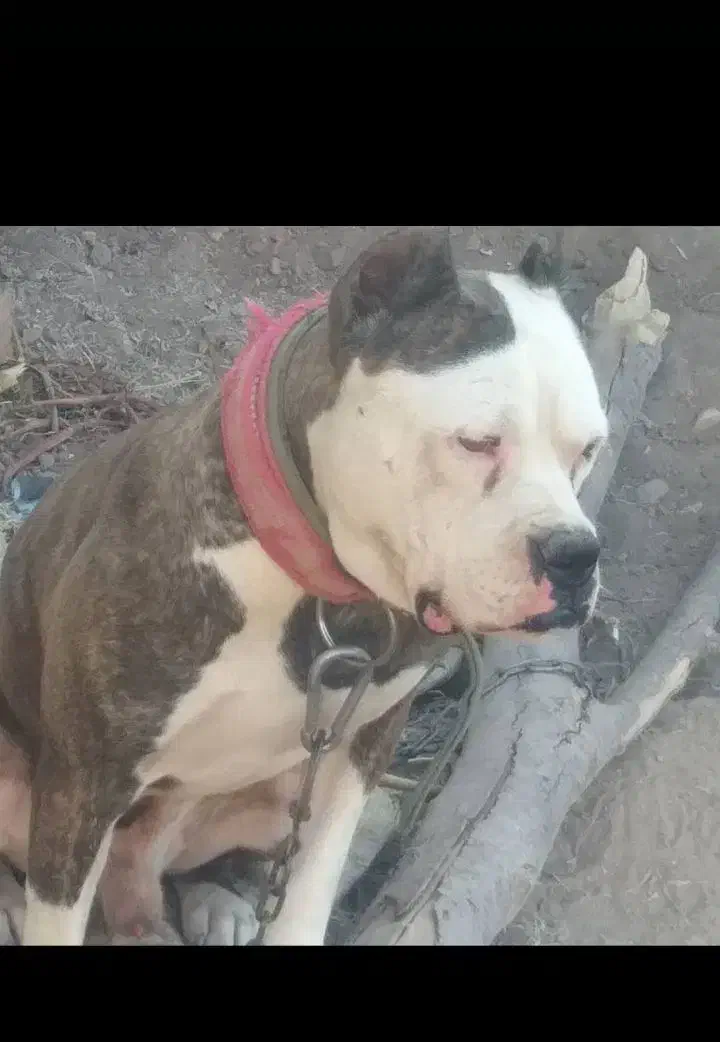 پیت بول|سگ|رفسنجان, |دیوار