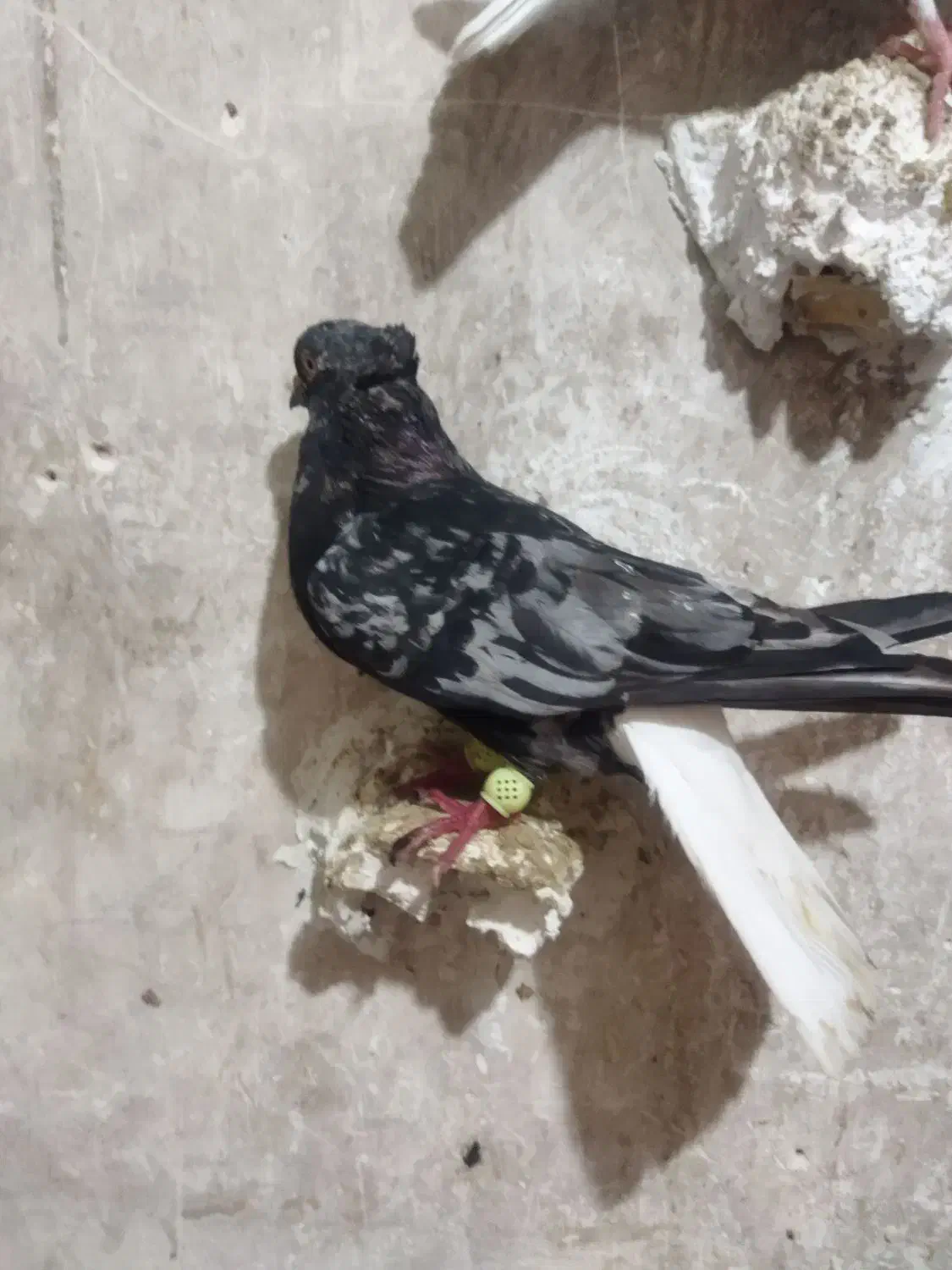 سرور|پرنده|دوگنبدان, |دیوار