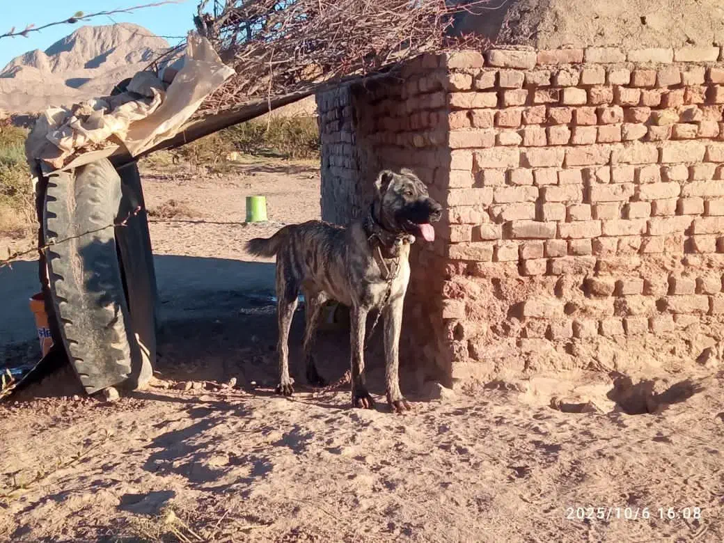 توله ۱۱ ماه ب فروش میرسد|سگ|قائن, |دیوار