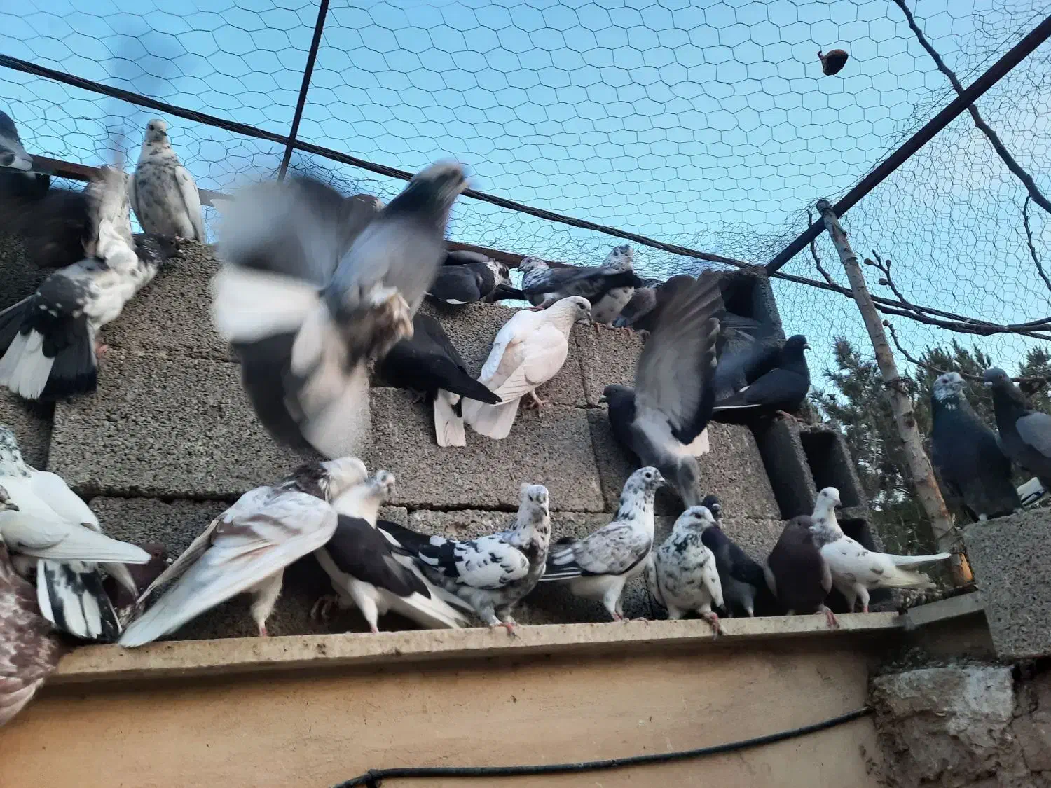 کبوتر اصیل تهرانی|پرنده|هشتگرد, تهران دشت|دیوار