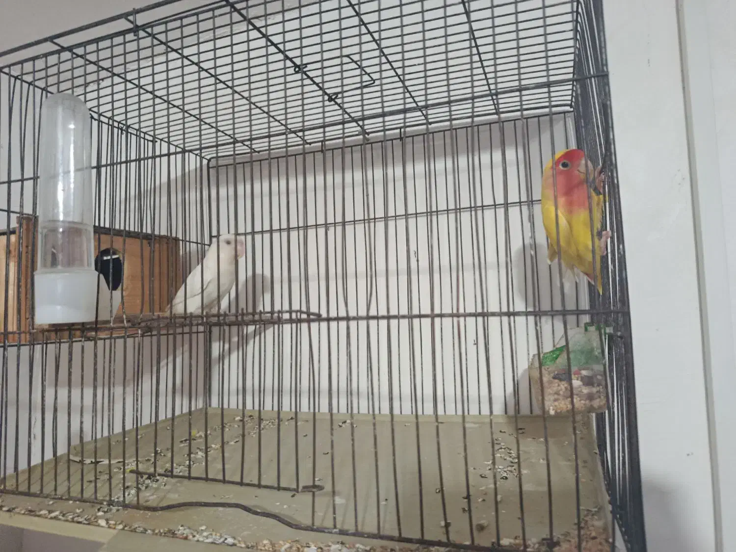 پرنده های زینتی|پرنده|شفت, |دیوار