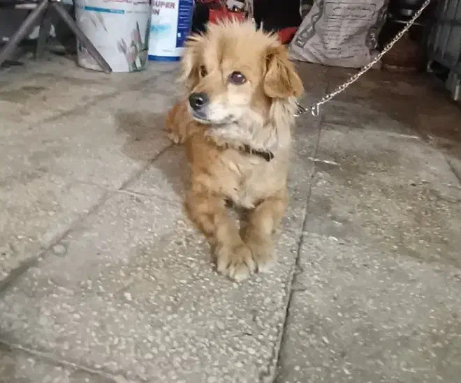 سگ اشپیتز|سگ|قم, ولیعصر|دیوار