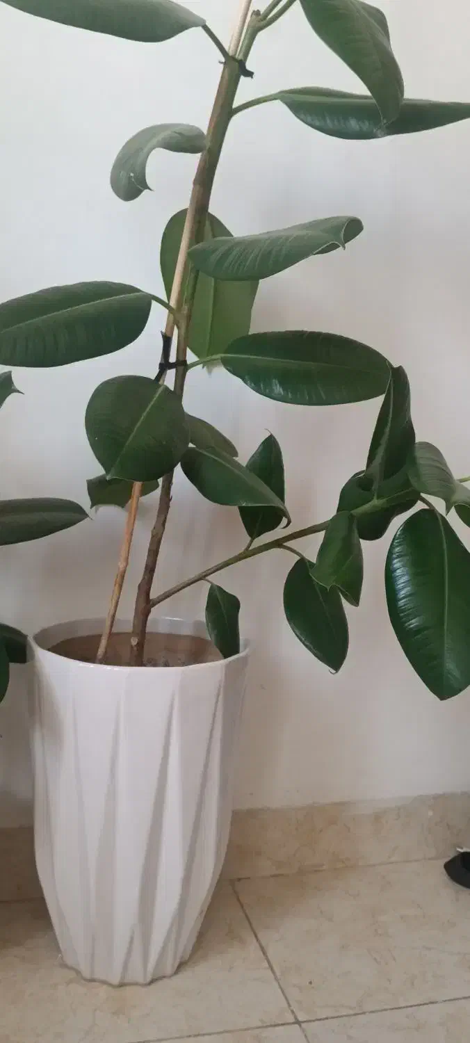 گل فیکوس|گل و گیاه طبیعی|ارومیه, |دیوار