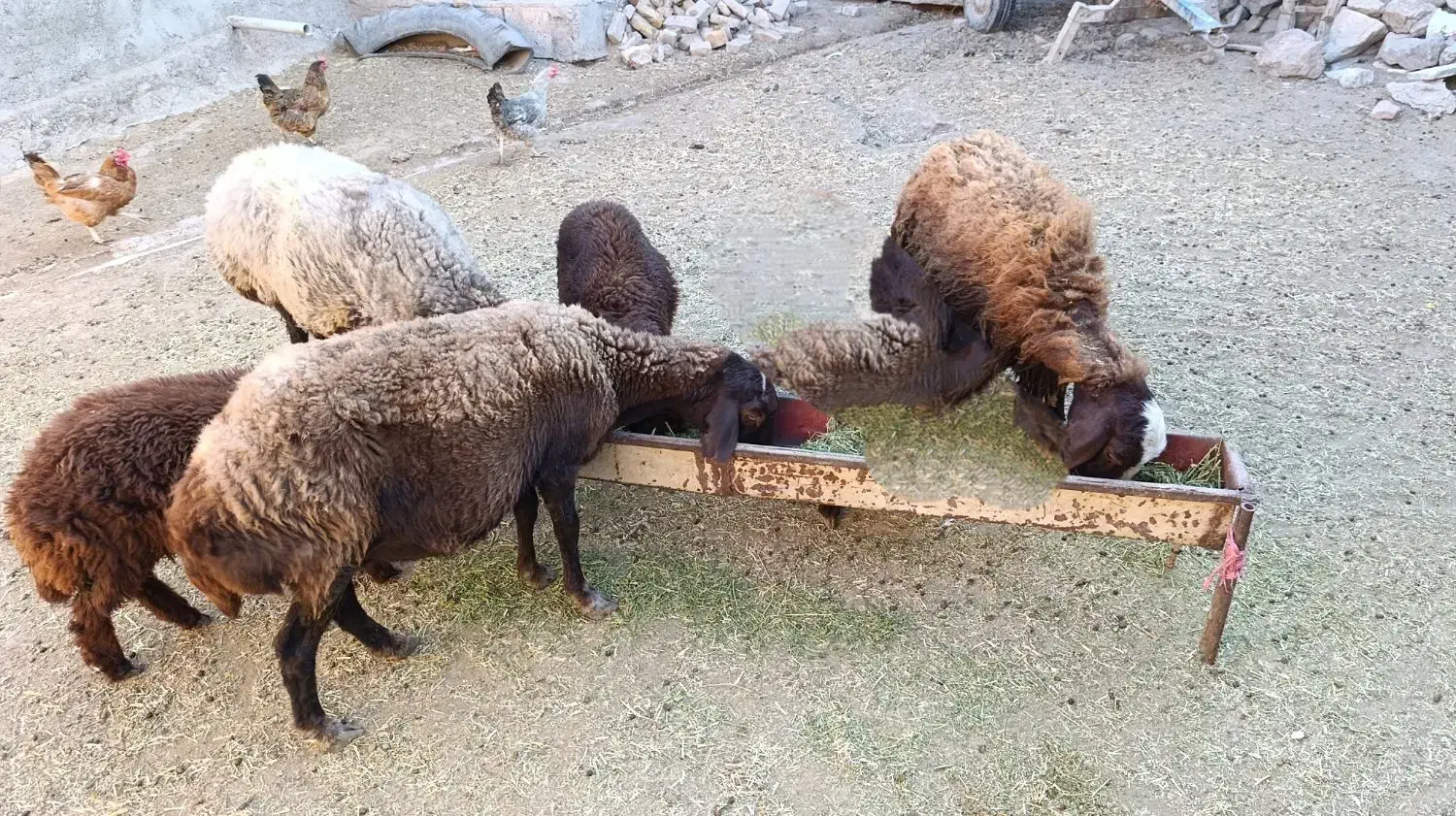 فروش گوسفند با بره|حیوانات مزرعه|سراب, |دیوار