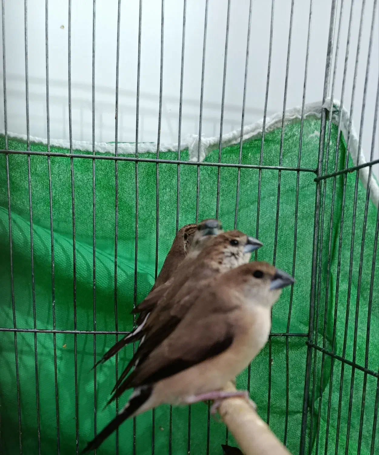 ۵جفت فنچ سفیدو قهوهای|پرنده|بم, |دیوار