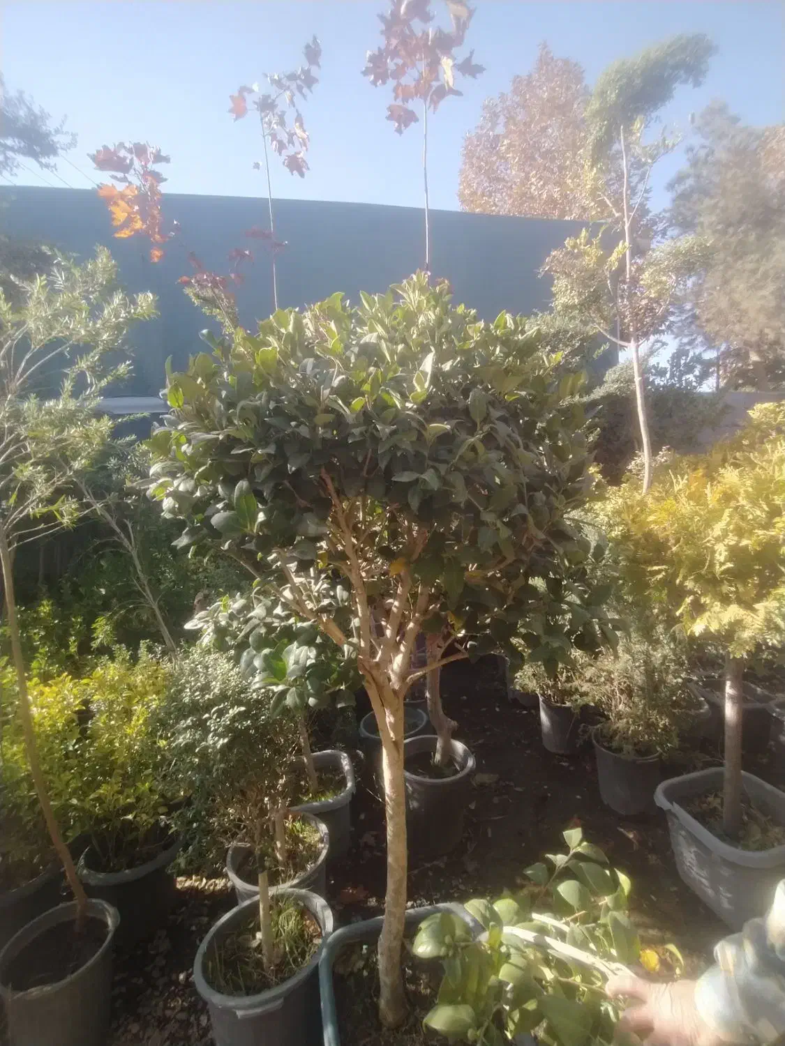 گیاه پزشک باغبانی و هرس و کاشت درخت گیاهان تزئینی|خدمات باغبانی و درختکاری|مشهد, سجاد شهر|دیوار