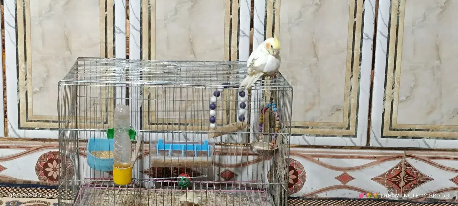 عروس هلندی|پرنده|ایرانشهر, |دیوار