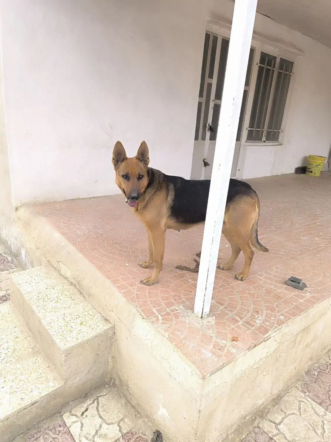 ژرمن ماده نگهبان|سگ|بهارستان, |دیوار