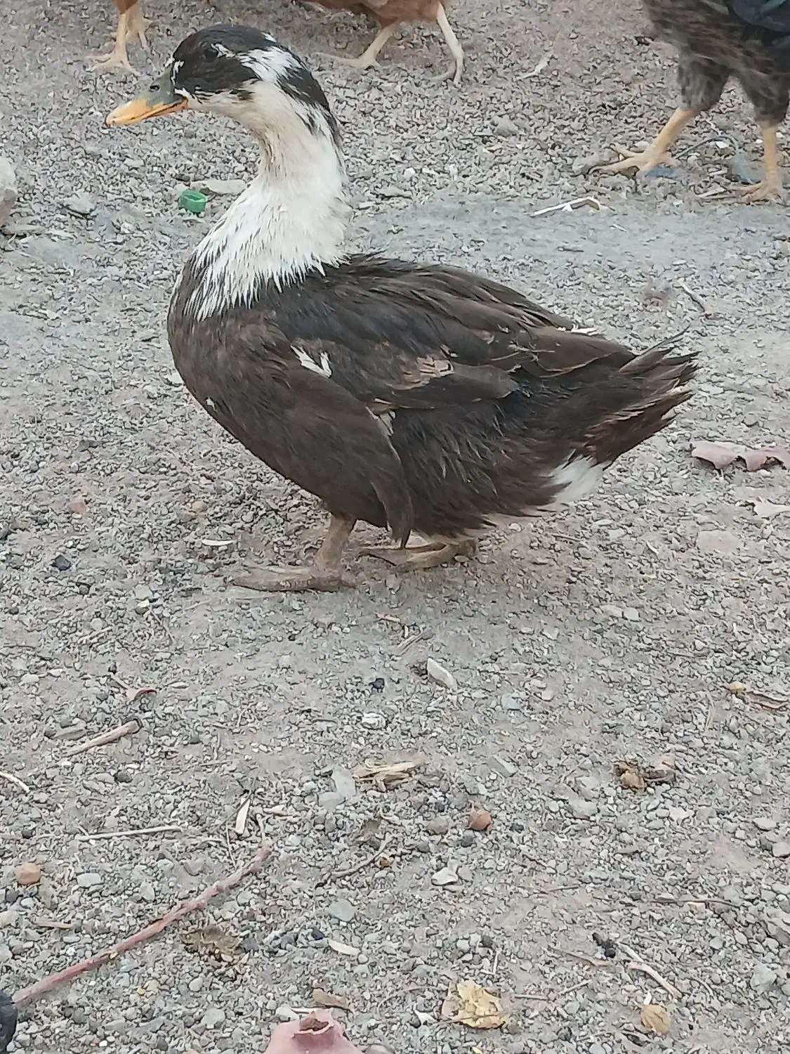 اردک ماده|حیوانات مزرعه|خواف, |دیوار