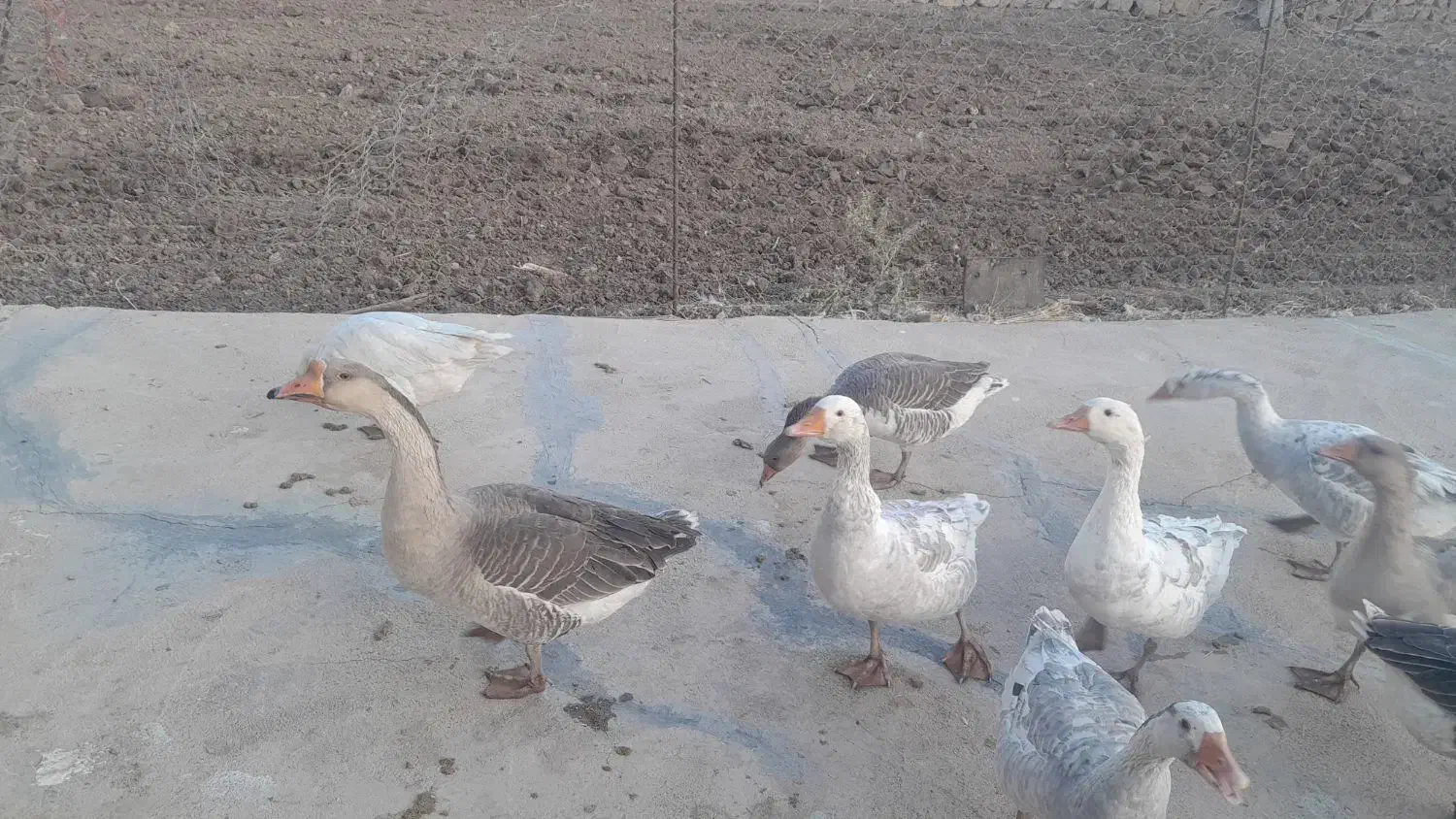 غازدورگه زیرقیمت|حیوانات مزرعه|بیرانوند, |دیوار