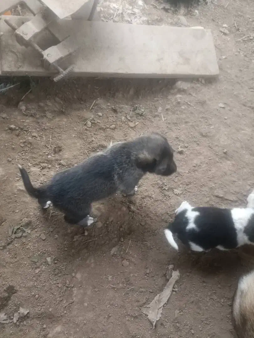 سگ گله و نگهبان (سگ تالشی)|سگ|طاهرگوراب, |دیوار