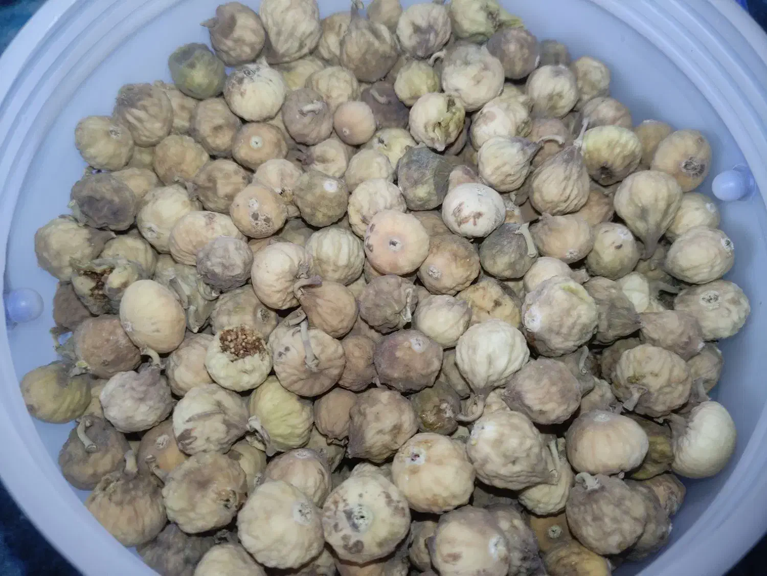 انجیر مهارلو|خوردنی و آشامیدنی|شیراز, شهرک کوشکک|دیوار