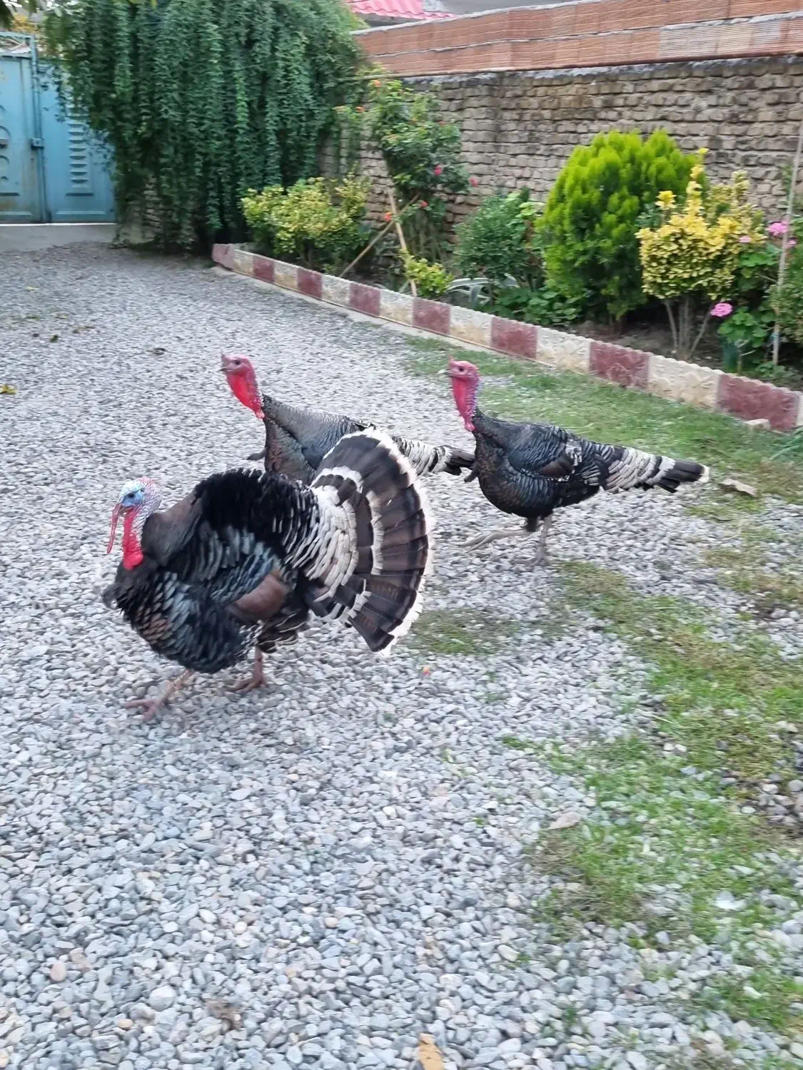 مرغ و خروس و بوقلمون|حیوانات مزرعه|نکا, |دیوار