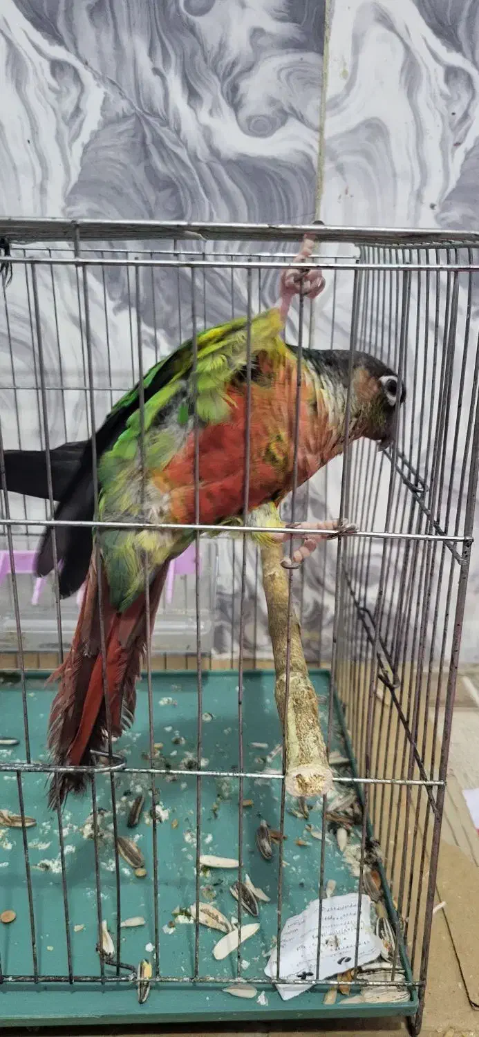 طوطی گرینچیک|پرنده|شمیل, |دیوار