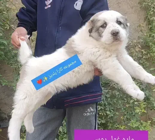 توله خوب سگ آلابای نر و ماده فی مناسب|سگ|تهران, ونک|دیوار