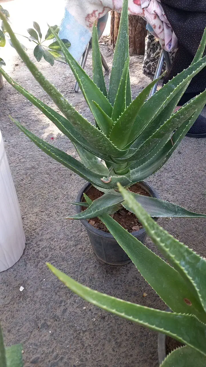 فروش خانگی گل طبیعی|گل و گیاه طبیعی|سربیشه, |دیوار