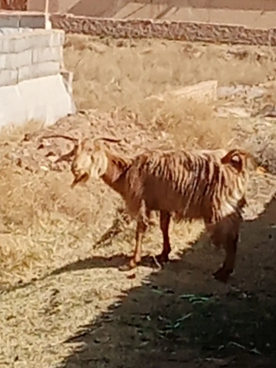 بز بز|حیوانات مزرعه|یزد, |دیوار