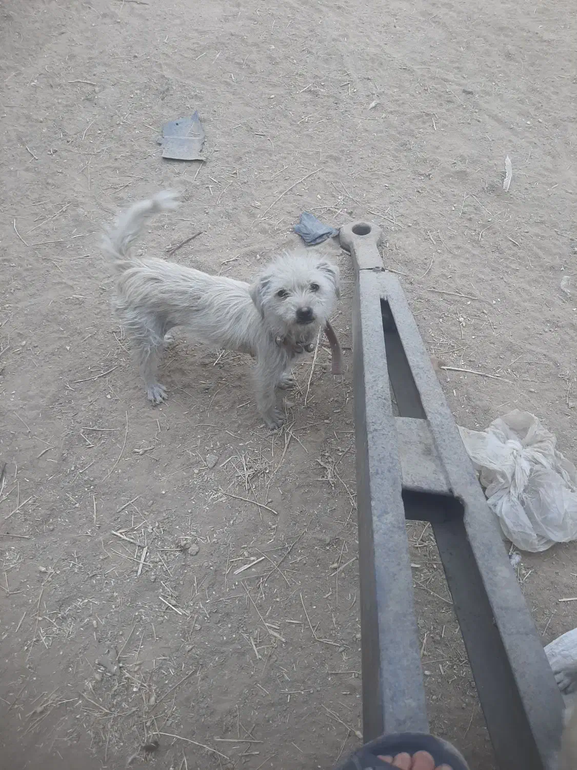 یک عدد سگ ماده نژاد خوب ۵۰۰ تومان|سگ|نجف‌آباد, کهریزسنگ|دیوار