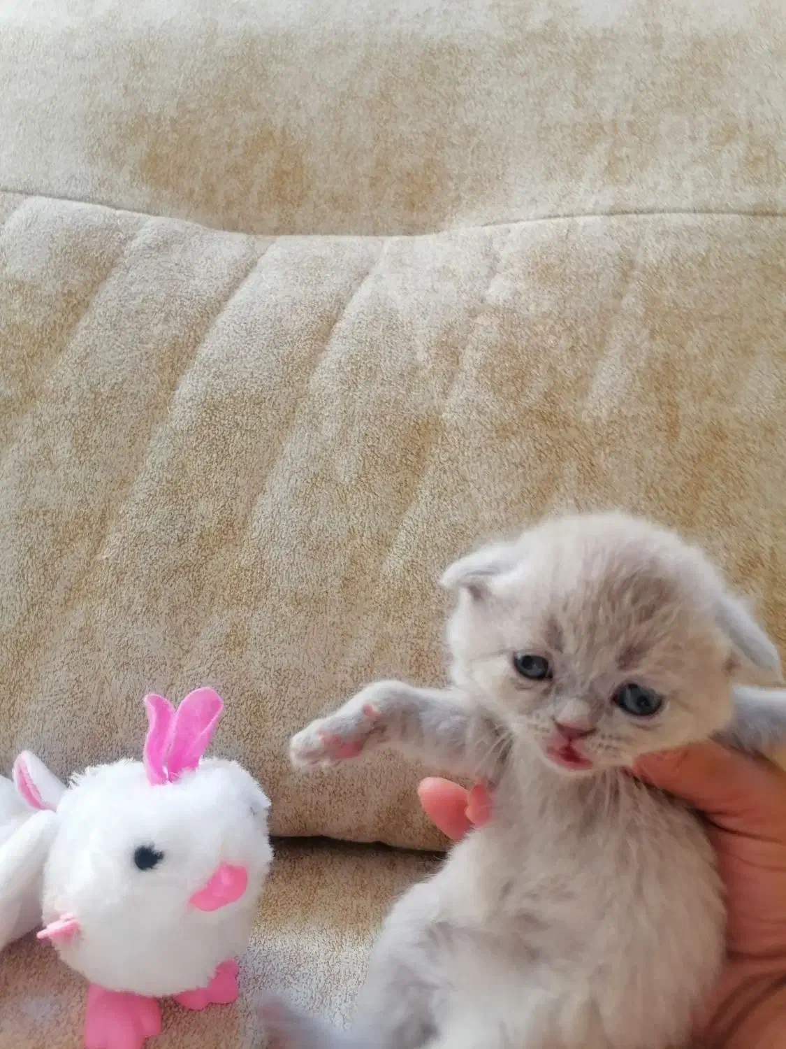 فروش چهار بچه گربه اسکاتیش فولد|گربه|اصفهان, خانه اصفهان|دیوار