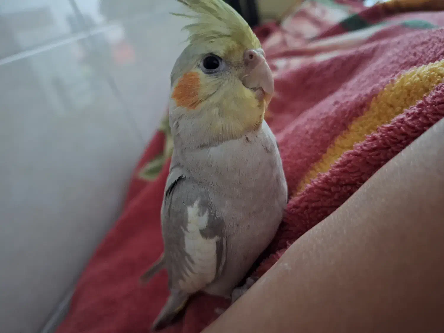 پرنده گمشده|اشیا|اهواز, بیست متری شهرداری|دیوار