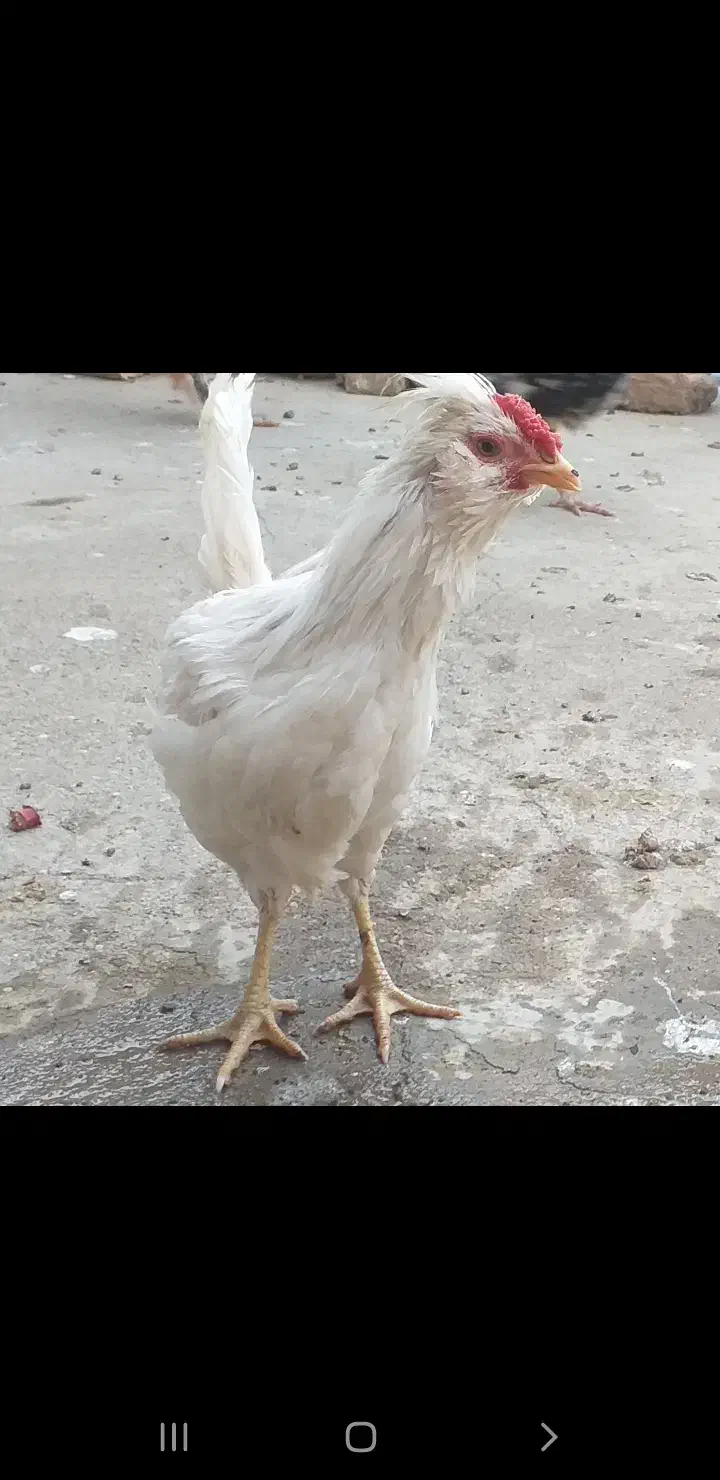 جوجه خروس گلین اصل|حیوانات مزرعه|ساوه, |دیوار