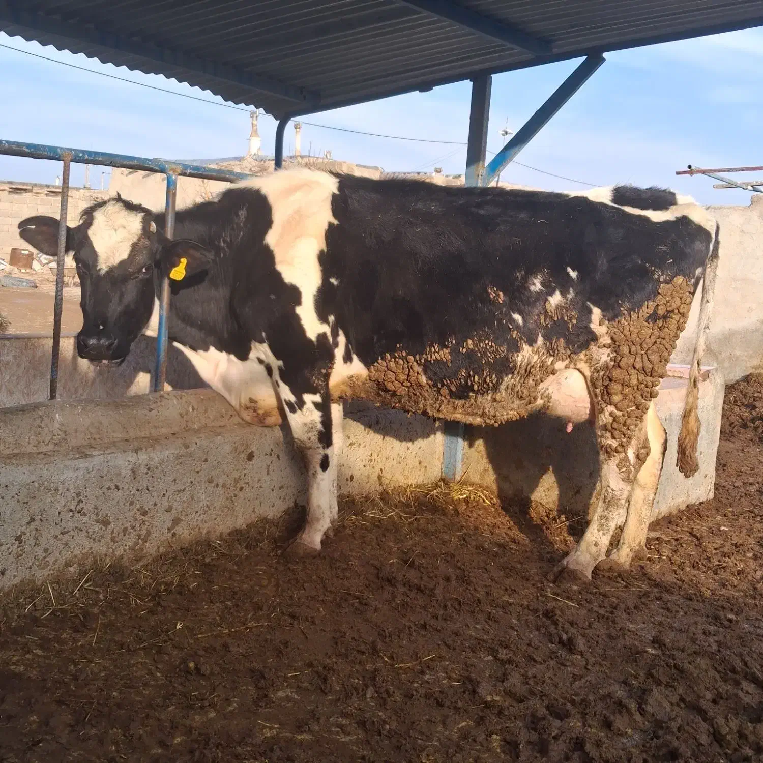 گاو|حیوانات مزرعه|چناران, |دیوار