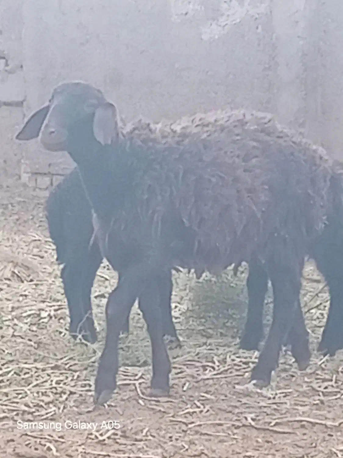 میش بره نر|حیوانات مزرعه|تایباد, |دیوار