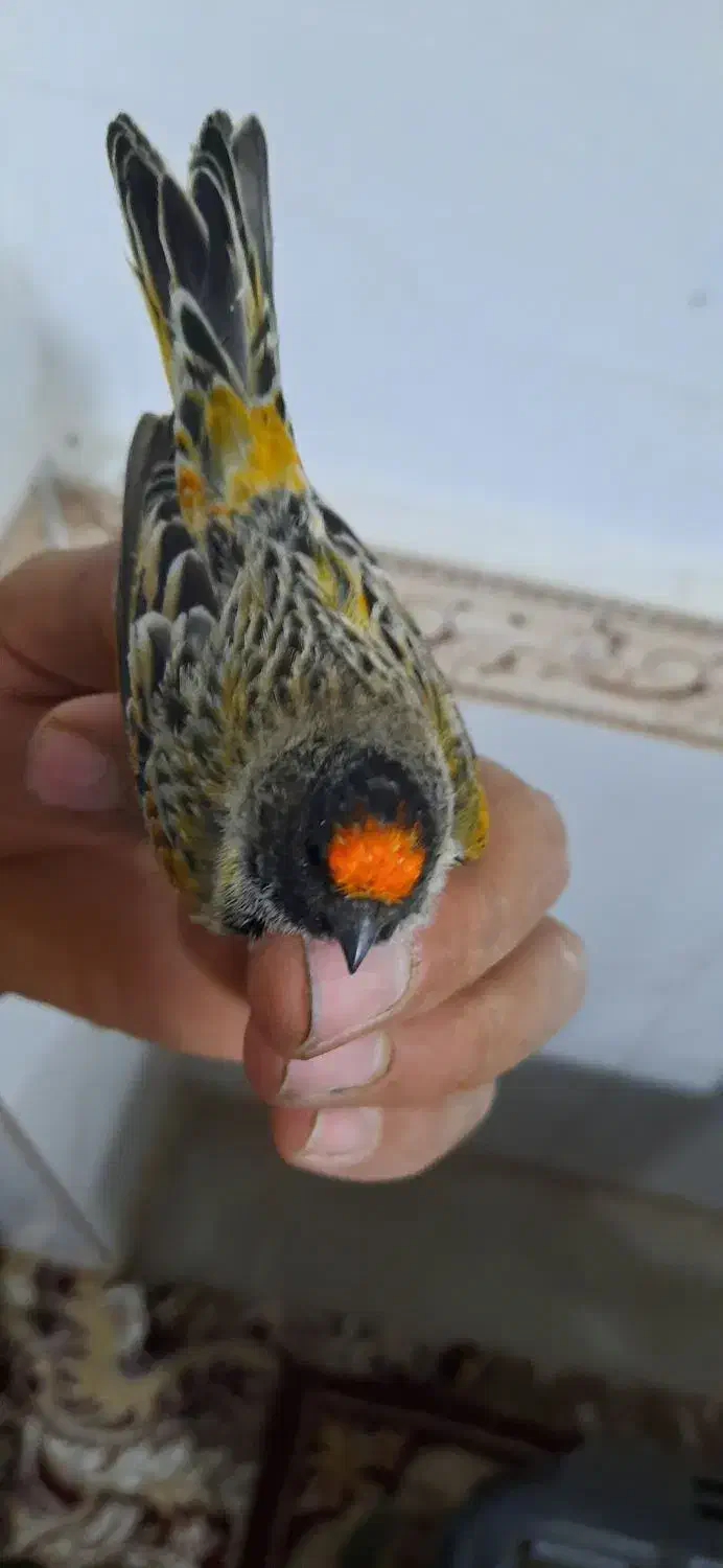 سهره گلبسر|پرنده|کرمانشاه, |دیوار