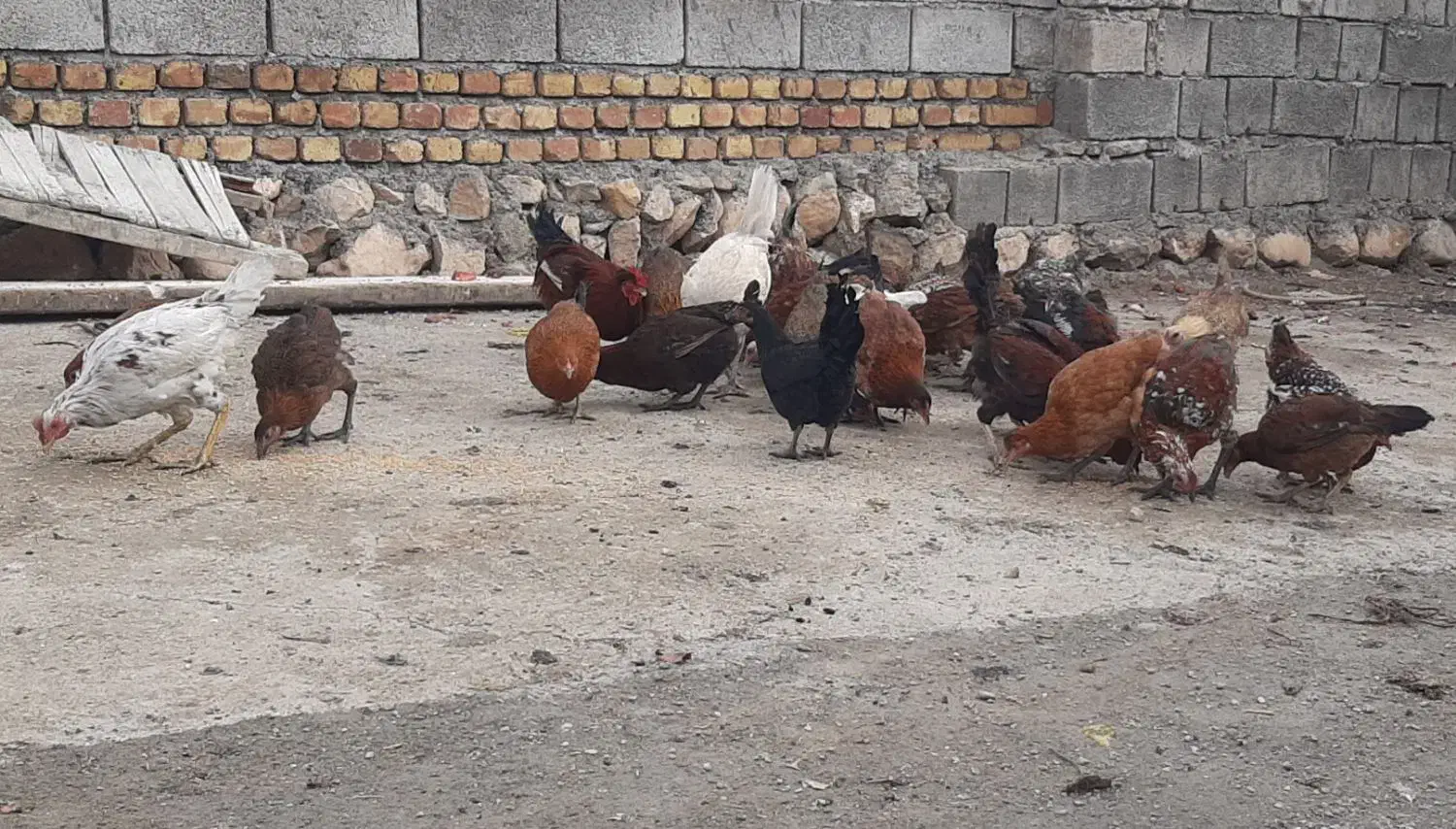 مرغ و خروس محلی گلین|حیوانات مزرعه|حمیل, |دیوار