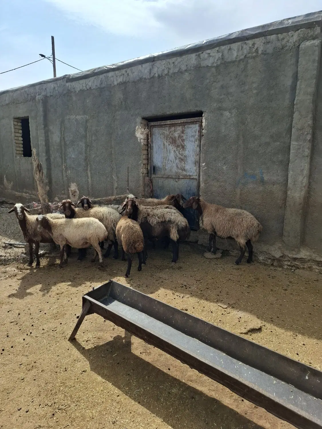 میش|حیوانات مزرعه|نورآباد, |دیوار