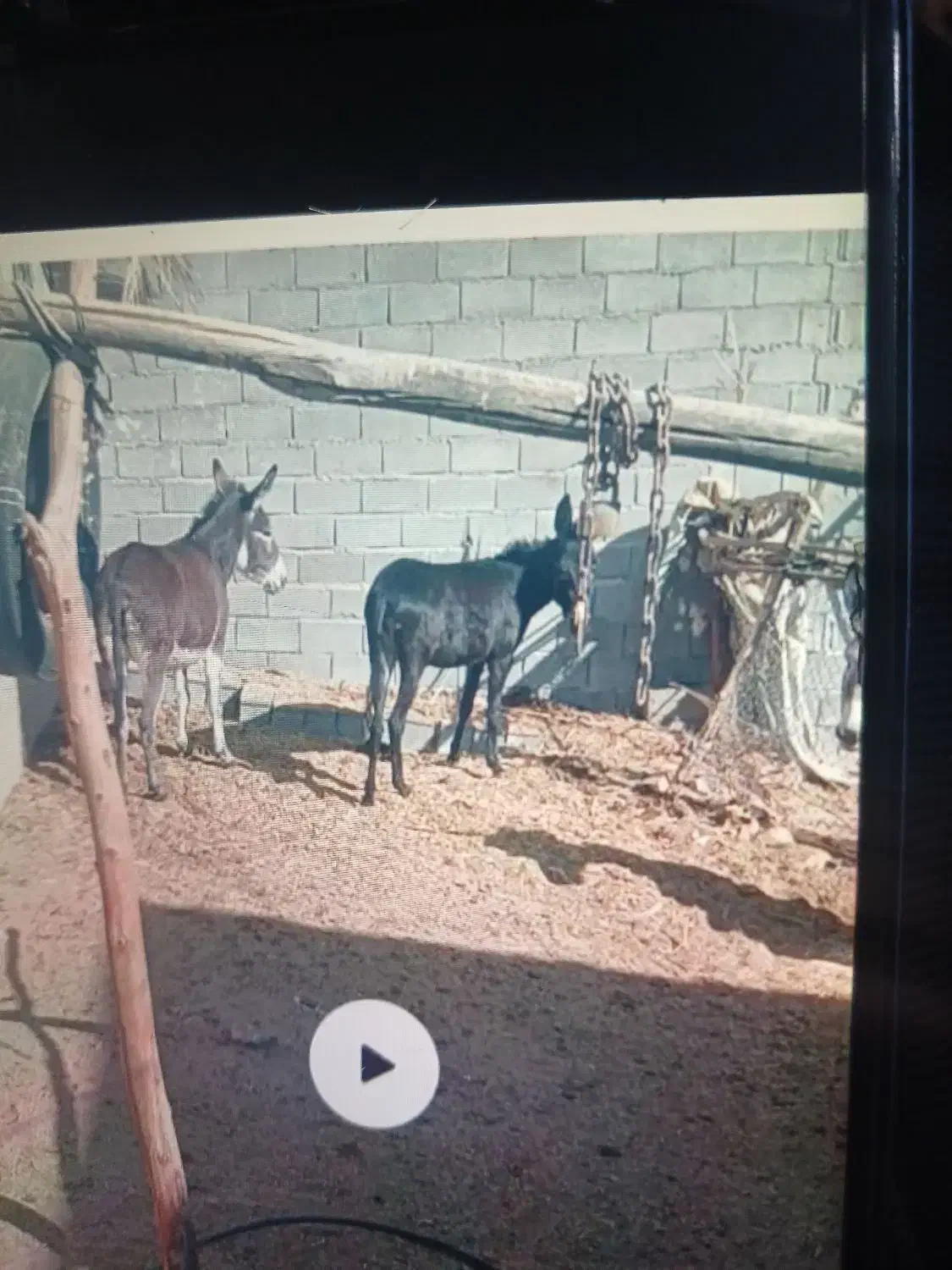 خر فروشی|حیوانات مزرعه|جهرم, |دیوار