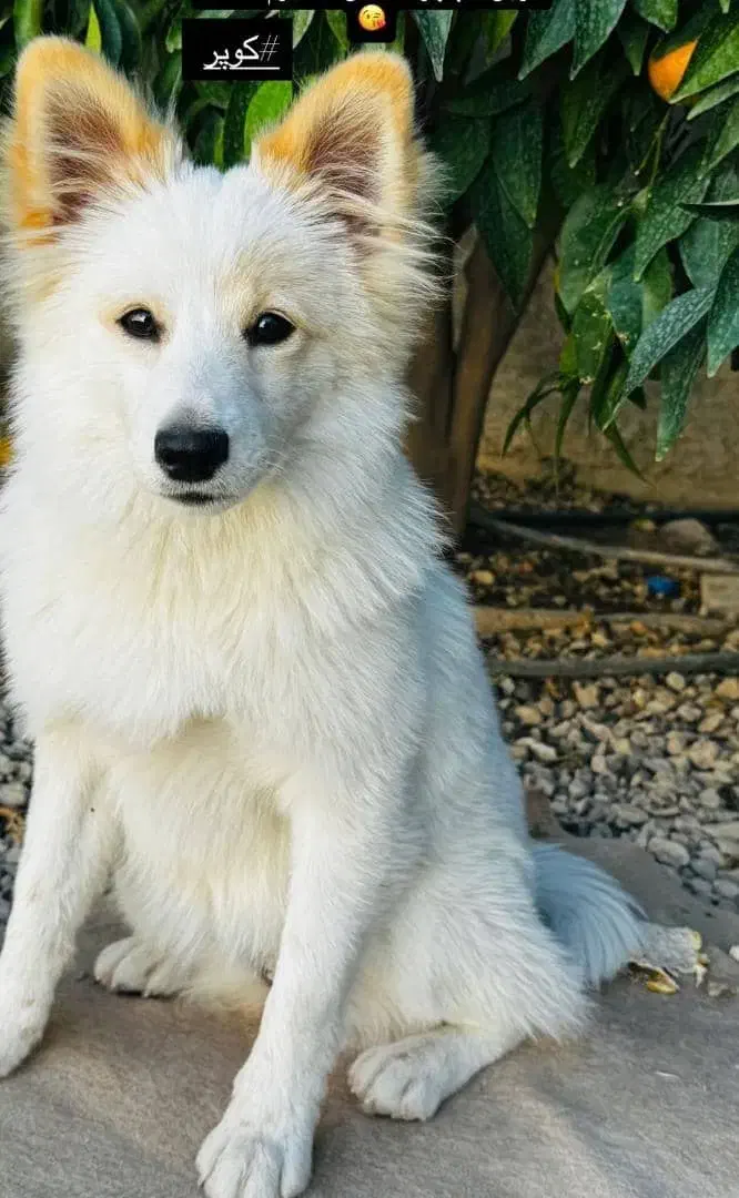 سگ خونگی ،کوپر دو ساله ماده|سگ|کازرون, |دیوار