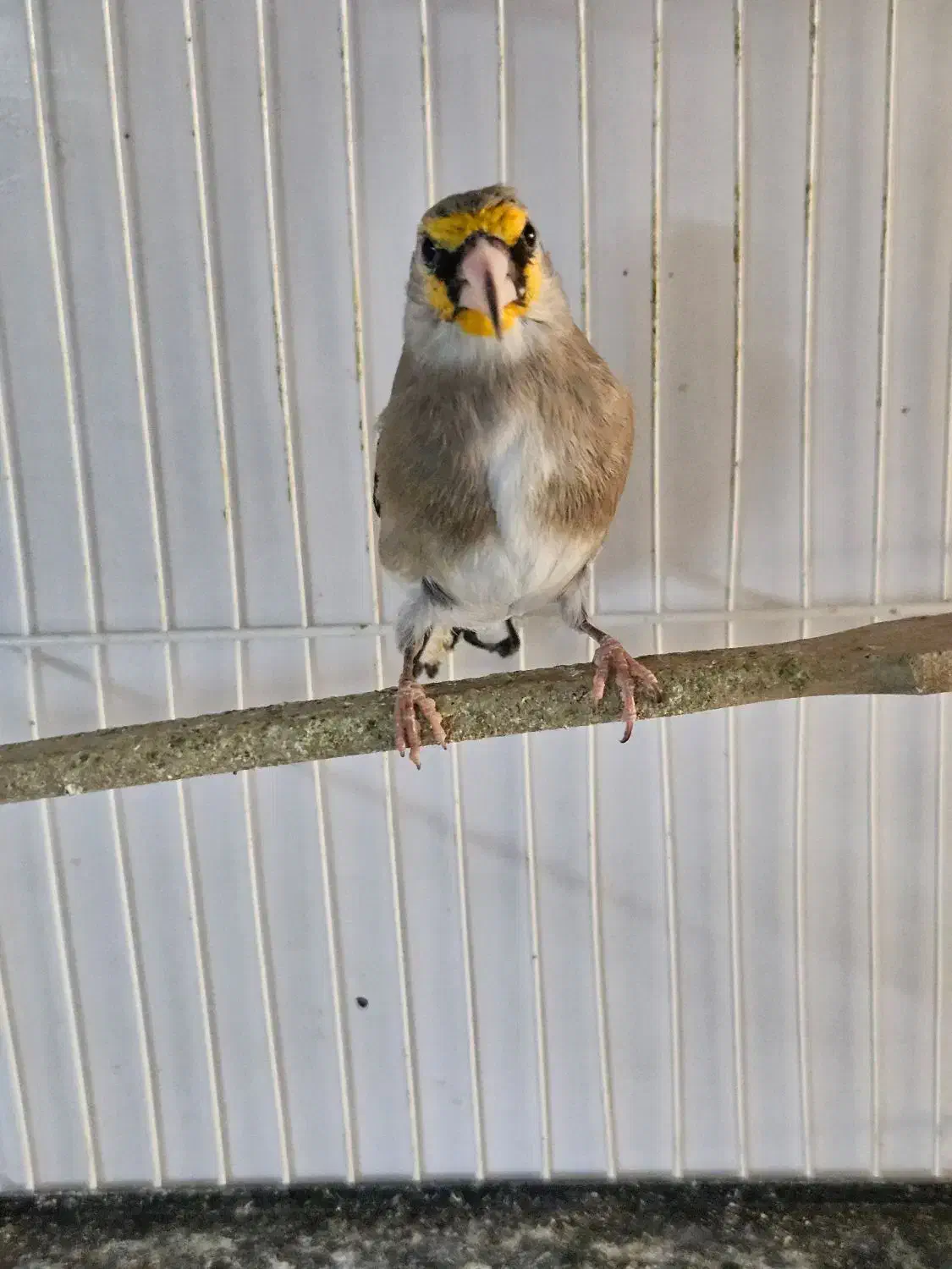 سهره گلبسر|پرنده|مشهد, شهرک شهید باهنر|دیوار