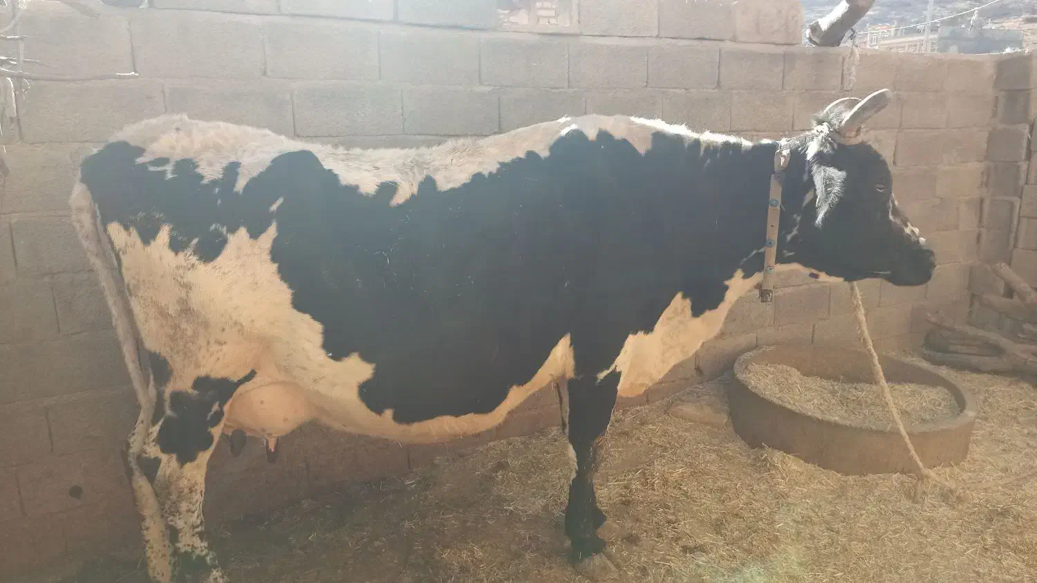 گاو|حیوانات مزرعه|خانمیرزا, |دیوار