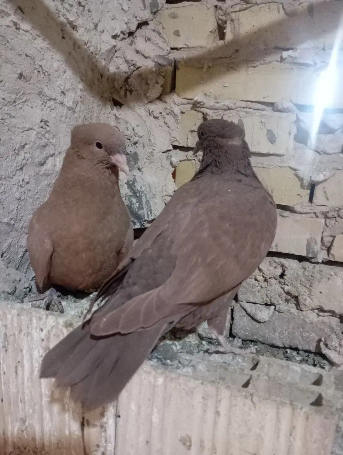 کفتر یا کبوتر|پرنده|سلامی, |دیوار