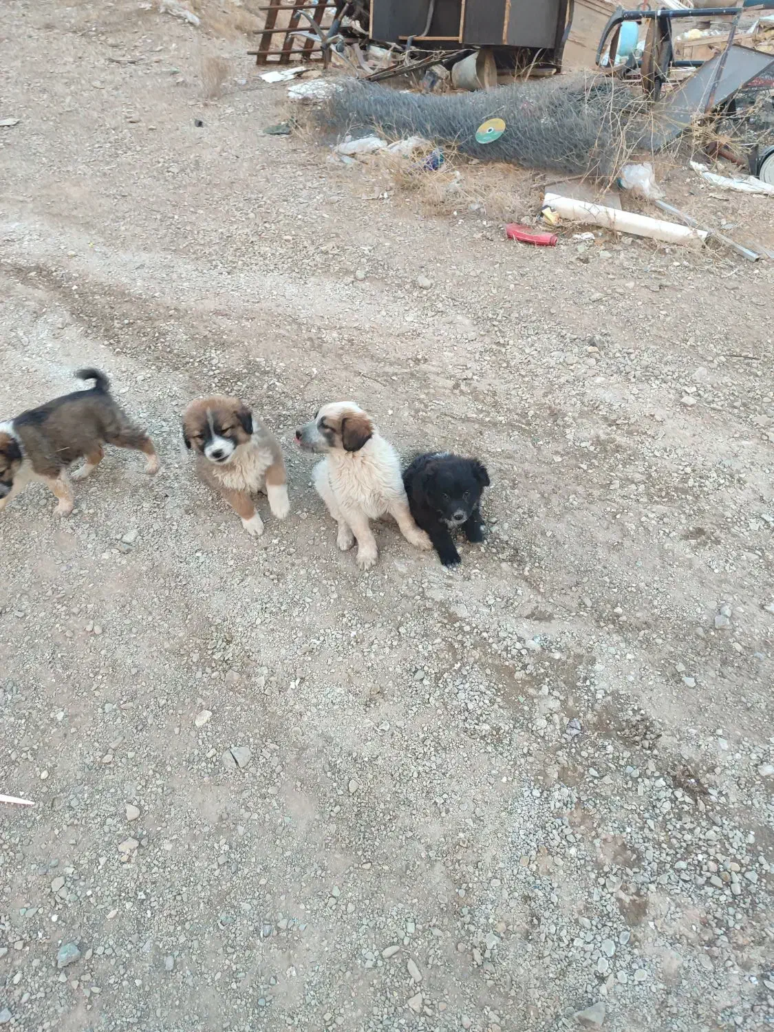 سگ نژاد محلی|سگ|پردیس, فاز ۸|دیوار