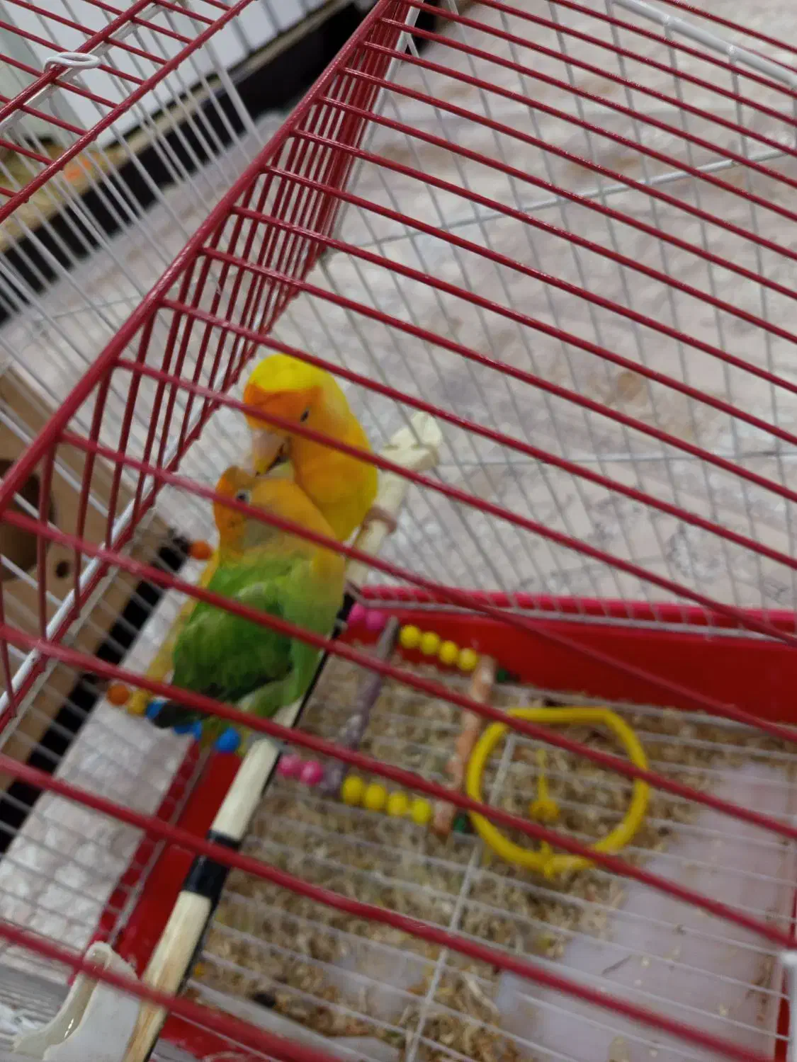 طوطی|پرنده|مریوان, |دیوار