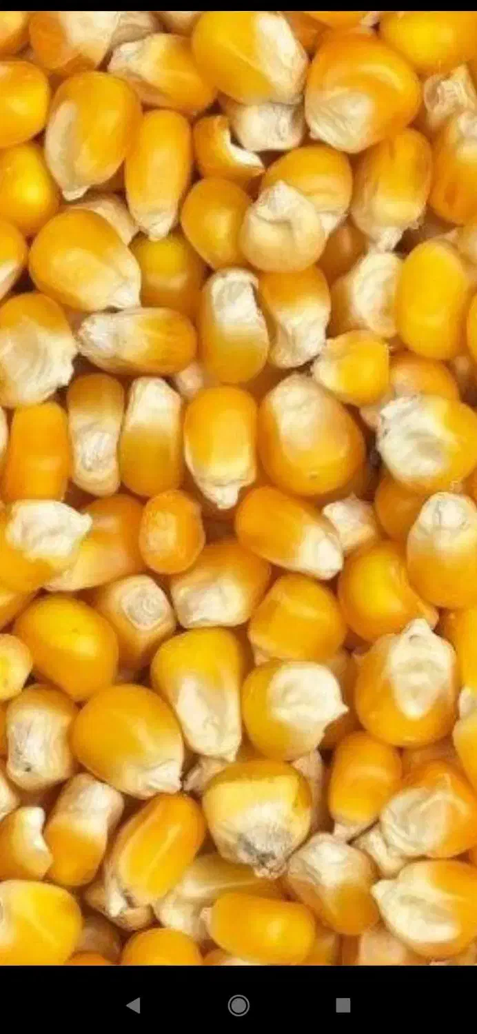 سفید و طلا|عمده‌فروشی|باخزر, |دیوار