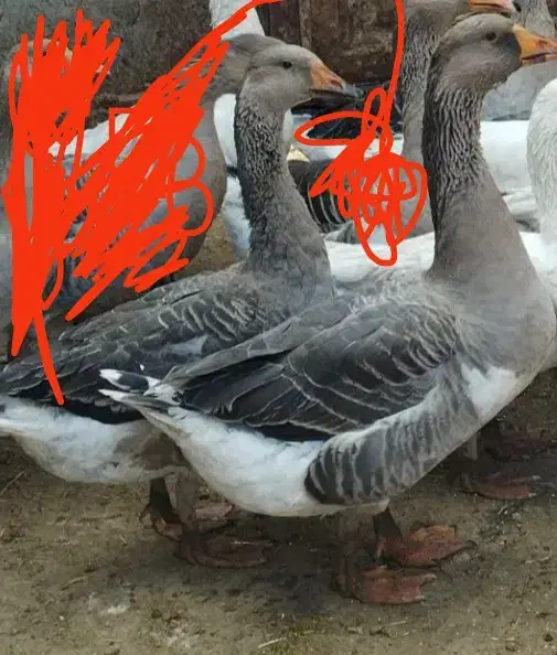 غاز نرماده سفید مشکی|حیوانات مزرعه|محمدبار, |دیوار